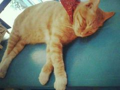 android_upload_pic-Sirena海妖日咖夜酒