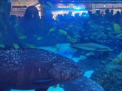 -成都浩海立方海洋公园