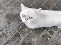 -喵屿·大理花园猫咖