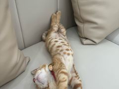 -东日国际动物医院·CT·心脏专科(桃源分院)