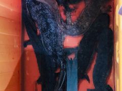 -荔城生鲜盛宴(番禺旗舰店)