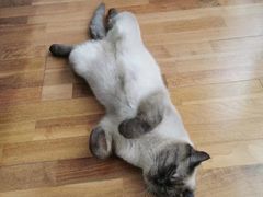 -东方名猫馆·英短金渐层布偶猫舍(环线广场1号楼店)