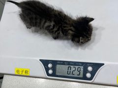 -艾吉宠物医院·疑难杂症转诊中心·猫友好(碧江路院)