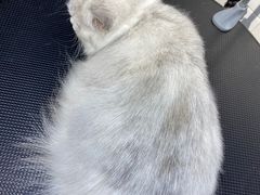 -Oh My Dog宠物沙龙(伊珊娜皮毛护理店)