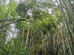 -羚羊峡古栈道森林公园