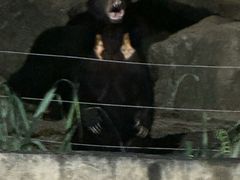 -清迈夜间动物园