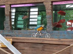 景点-南宫五洲植物乐园