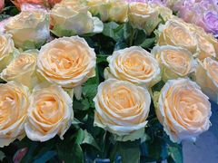 -爱尚幸福鲜花(上地实体店)