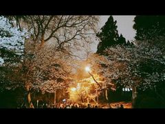 -武汉大学-樱园