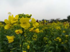 -天适樱花悠乐园