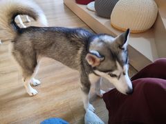 -Husky Go! 哈士奇体验馆·宠物咖啡厅狗咖