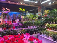 -大自然花鸟鱼虫市场