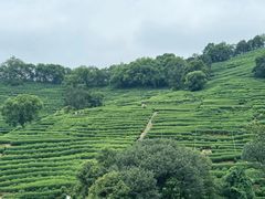 -野蔓果·山野菜(西湖景区·龙井茶田店)