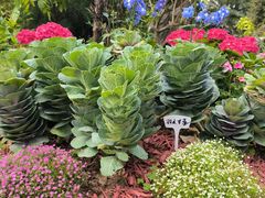 -东莞植物园
