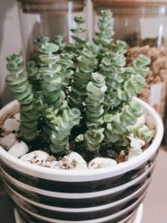 -安吉拉青春化管理中心