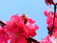 -石家庄市植物园