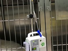 -暖阳宠物医院·犬猫康复中心·骨科
