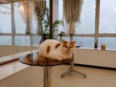 -共舞时光猫咖·狗咖(新街口店)