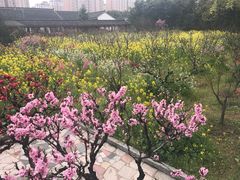 -南汇桃花村
