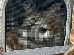 -宠物星动物医院·眼科·异宠·猫科(江南大道总院)