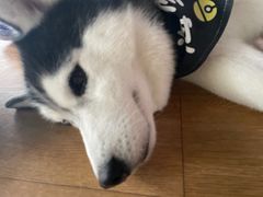 -Husky Go! 哈士奇体验馆·宠物咖啡厅狗咖
