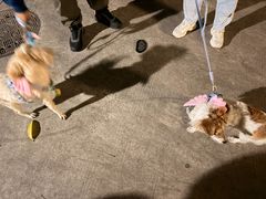 -芭比堂动物医院·心脏科·老年急重症·夜诊·吉雅分院