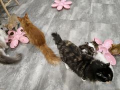-楼上猫咖(罗湖店)