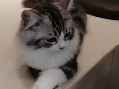 -飞行喵MR PILOT|猫舍·猫咖(静安大融城店)