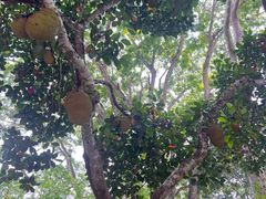 -中国科学院西双版纳热带植物园