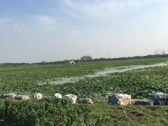 -天津东丽湖风景区