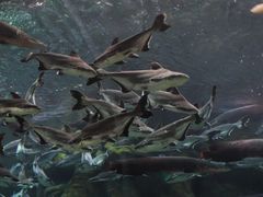 -哈尔滨波塞冬海底世界