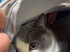 -萌兽医馆·宠物医院·猫骨科(创景店)