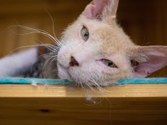-猫在这儿猫咪咖啡馆·撸猫馆