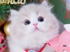 -Bastet sally猫舍购宠(静安店)