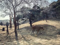 -沈阳森林动物园