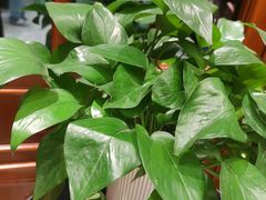 -诺筵汤品·菌汤火锅(南河坝店)