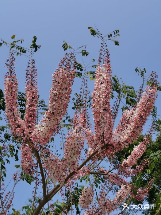 深圳国际园林花卉博览园图片