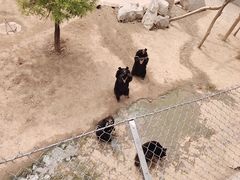 -石家庄市动物园