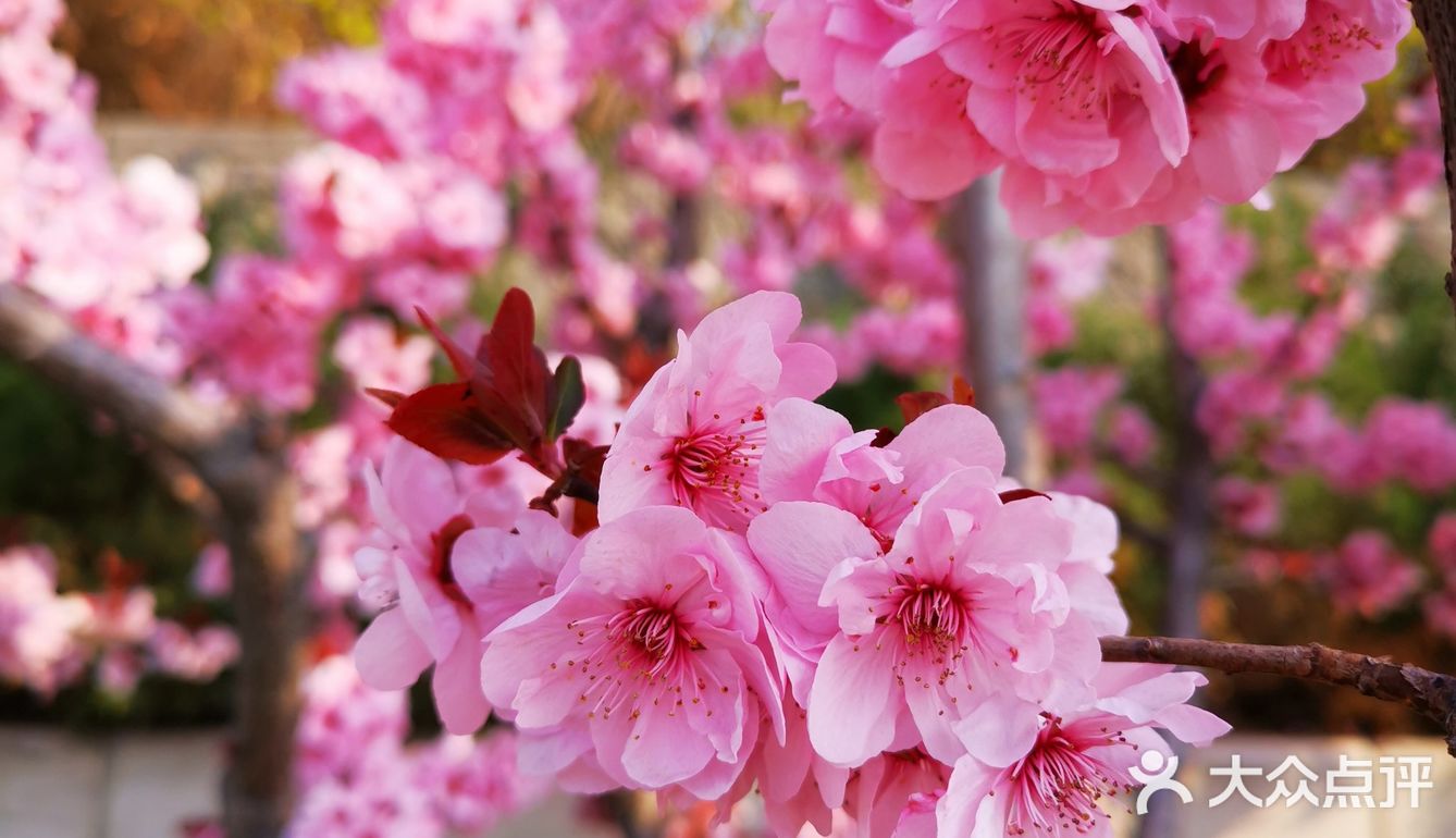 一生心事为花忙 花儿们怒放中