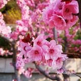 一生心事为花忙 花儿们怒放中