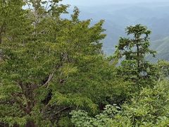 -天目山大树王景区
