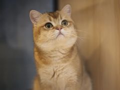 -PETKIT 小佩宠物·低压洗护·美容·寄养(安远店)