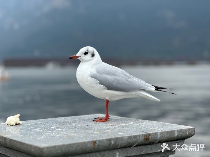 海埂大坝图片