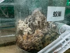 -上海大自然野生昆虫馆(东方明珠·爬宠昆虫探索中心)