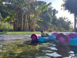 -阿菠萝小猪农场·萌宠乐园·亲子游·研学