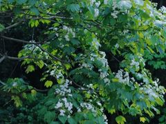 -火炉山森林公园