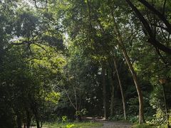 -南宁良凤江国家森林公园