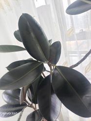 -HEYAN荷妍专业脱毛连锁机构