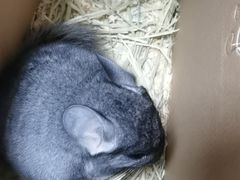 -龙猫仔乐园(惠福东路店)