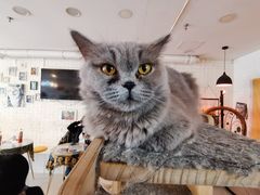 -平行世界·猫咖(首经贸店)
